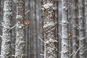 Two Red Squirrels (Sciurus vulgaris) in snowy pine forest. Glenfeshie, Scotland, January
