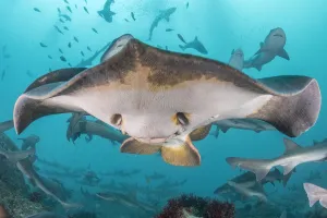World Oceans Day 2021 Prints: Red stingray (Hemitrygon akajei) with Banded houndshark (Triakis scyllium