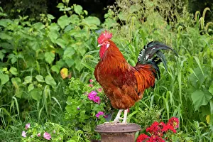 Farms Prints: Red Sussex rooster, portrait, on farm, Calamus, Iowa, USA. August