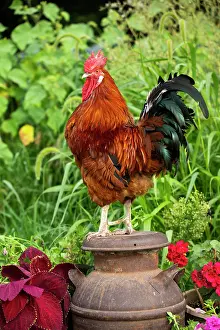 Farms Prints: Red Sussex rooster, portrait, on farm, Calamus, Iowa, USA. August