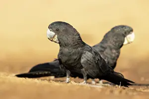 Cacatuidae Prints: Red-tail black cockatoos (Calyptorhynchus banksii) pair in a dry creek bed looking for water in the late dry season
