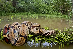 Lucas Bustamante Gallery: Red tailed boa constrictor (Boa constrictor) on fallen tree over water, Yasuni National Park