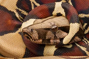 Red tailed boa constrictor (Boa constrictor constrictor) juvenile, portrait, with