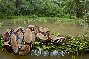 Red tailed boa constrictor (Boa constrictor) on fallen tree over water, Yasuni National Park