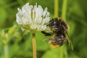 Images Dated 22nd June 2017: Red tailed bumblebee (Bombus lapidarius), visiting Clover (Trifolium) flower, Monmouthshire