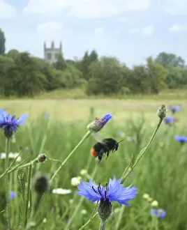 Apidae Collection: Red-tailed bumblebee (Bombus lapidarius) taking off from Cornflower (Centaurea cyanea)