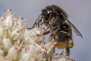 Bumble Bee Prints: Red-tailed bumblebee (Bombus lapidarius) nectaring on flower (Allium sp)