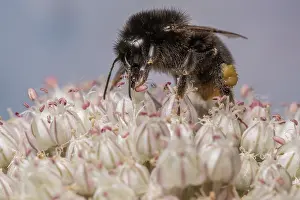 Bumble Bee Prints: Red-tailed bumblebee (Bombus lapidarius) nectaring on flower (Allium sp)