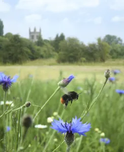 Bumble Bee Prints: Red-tailed bumblebee (Bombus lapidarius) taking off from Cornflower (Centaurea cyanea)