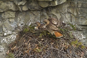 Red tailed hawk (Buteo jamaicensis) pair at nest on cliff, New York, USA, March