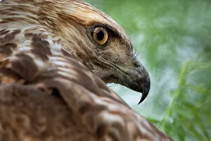 December 2022 Highlights Gallery: Red tailed hawk (Buteo jamaicensis) juvenile female, head portrait, Texas, USA. April