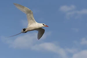 Images Dated 28th September 2015: Red-tailed Tropicbird (Phaethon rubricauda) flying portrait, Nosy Ve, Madagascar
