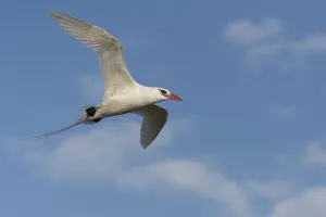 Red-tailed Tropicbird (Phaethon rubricauda) flying portrait, Nosy Ve, Madagascar
