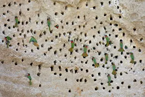 Meropidae Prints: Red-throated bee-eater (Merops bulocki) flock perched at nest holes in rock face