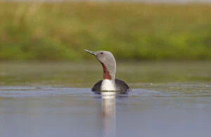 Adult Gallery: Red-throated diver (Gavia stellata) adult on breeding loch, Flow Country, Highland
