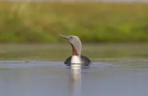 Adult Gallery: Red-throated diver (Gavia stellata) adult on breeding loch, Flow Country, Highland