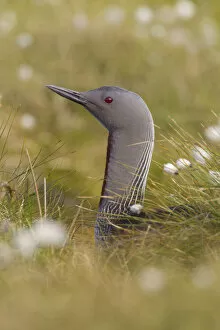 Images Dated 14th June 2010: Red-throated diver (Gavia stellata) adult on nest amongst cotton grass, Flow Country