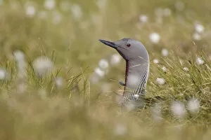 Images Dated 14th June 2010: Red-throated diver (Gavia stellata) adult on nest amongst cotton grass, Flow Country