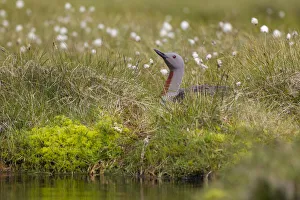 Images Dated 14th June 2010: Red-throated diver (Gavia stellata) adult on nest amongst cotton grass beside water