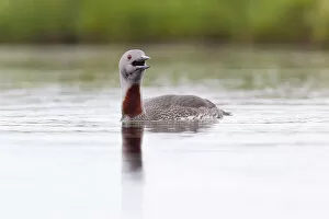 Images Dated 24th June 2010: Red-throated diver (Gavia stellata) adult calling on breeding loch, Flow Country