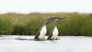 Images Dated 24th June 2010: Red-throated diver (Gavia stellata) adult pair displaying on breeding loch, Flow Country