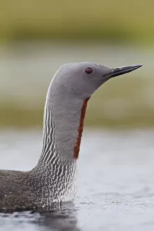 Images Dated 24th June 2010: Red-throated diver (Gavia stellata) adult on breeding loch, Flow Country, Highland