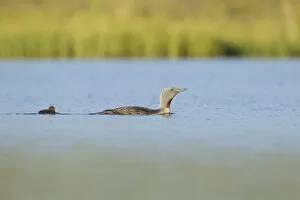 Images Dated 2nd July 2011: Red-throated diver (Gavia stellata) adult and young chick on breeding loch, Flow Country