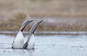 Images Dated 6th January 2022: Red-throated diver (Gavia stellata) pair displaying on the water, Vaala, Finland. May