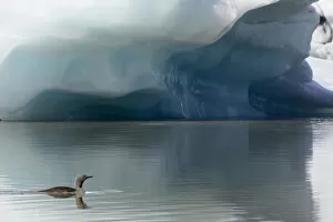 Iceberg Gallery: Red-throated diver (Gavia stellata), in summer plumage, swimming in Fjallsarlon Glacier Lagoon