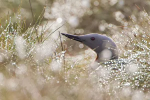 Red-throated diver (Gavia stellata) adult on nest amongst cotton grass, Flow Country