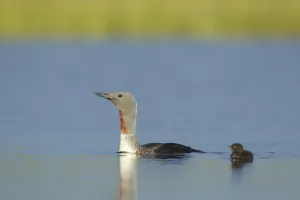 Red-throated diver (Gavia stellata) adult and young chick on breeding loch, Flow Country