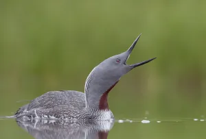 Red-throated Diver (Gavia stellata) calling, Iceland, June