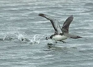 Speed Prints: Red-throated diver (Gavia stellata) male