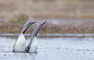 Red-throated diver (Gavia stellata) pair displaying on the water, Vaala, Finland. May