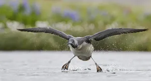 Gavia Prints: Red-throated Diver (Gavia stellata) taking off with fish prey, Iceland, June