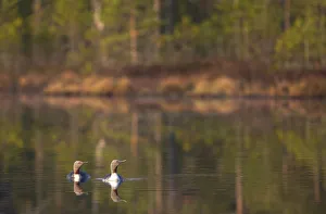 Red-throated divers (Gavia stellata) adults in breeding plumage swimming, Iceland, May