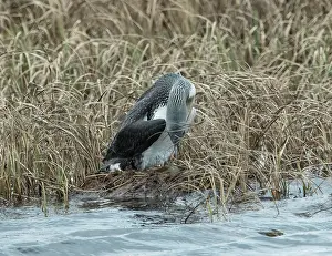 Reedbed Prints: Red-throated loon (Gavia stellata) female
