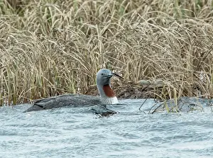 Reedbed Prints: Red-throated loon (Gavia stellata) female on water approaching nest among reedbed
