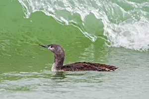 Southern Netherlands Prints: Red-throated loon (Gavia stellata) juvenile