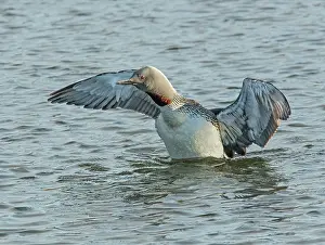 Red-throated loon (Gavia stellata) spreading wings on water, GedJnes, Kongsfjordfjellet, Finnmark, Norway. June
