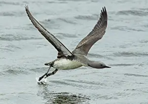 Fjords Prints: Red-throated loon (Gavia stellata) taking off from the breeding lochan