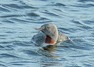 Fjords Prints: Red-throated loon (Gavia stellata) on water