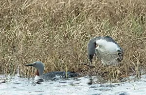 Reedbed Prints: Red-throated loons (Gavia stellata) pair engaged in a nest-changeover with one bird rearranging the eggs