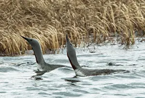 Side By Side Prints: Red-throated loons (Gavia stellata) pair engaged in parallel swimmming courtship display