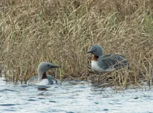 Reedbed Prints: Red-throated loons (Gavia stellata) pair at nest among reedbeds