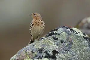 Varanger Prints: Red-throated pipit (Anthus cervinus) perched on rock covered with lichens