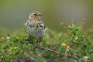 Speckled Prints: Red-throated pipit (Anthus cervinus) perched among vegetation, Varanger, Norway. July