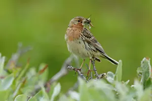Feeding Young Prints: Red-throated pipit (Anthus cervinus) perched among vegetation with insect prey in beak for chicks