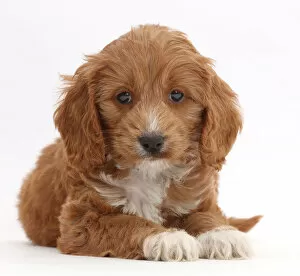 Crossbreed Collection: Red Toy Cockapoo puppy