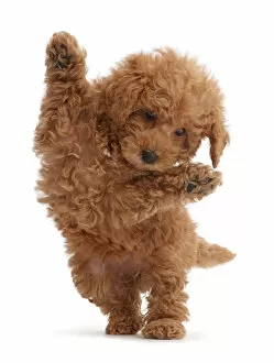 Jumping Gallery: Red Toy labradoodle puppy jumping up